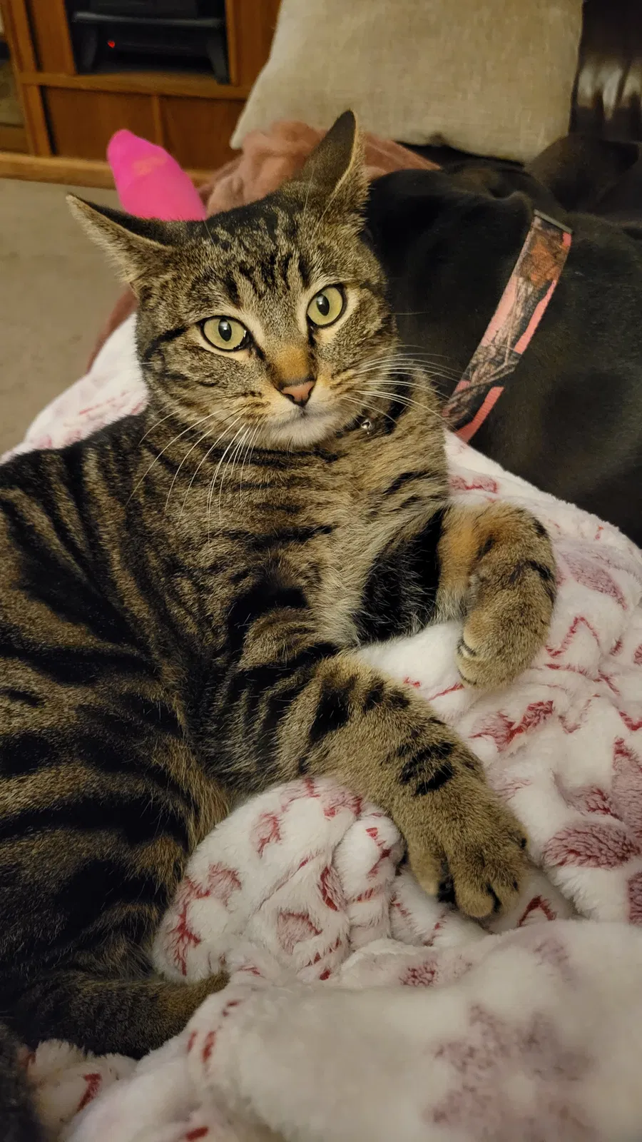 Lost cat in Goddard, KS, 67052