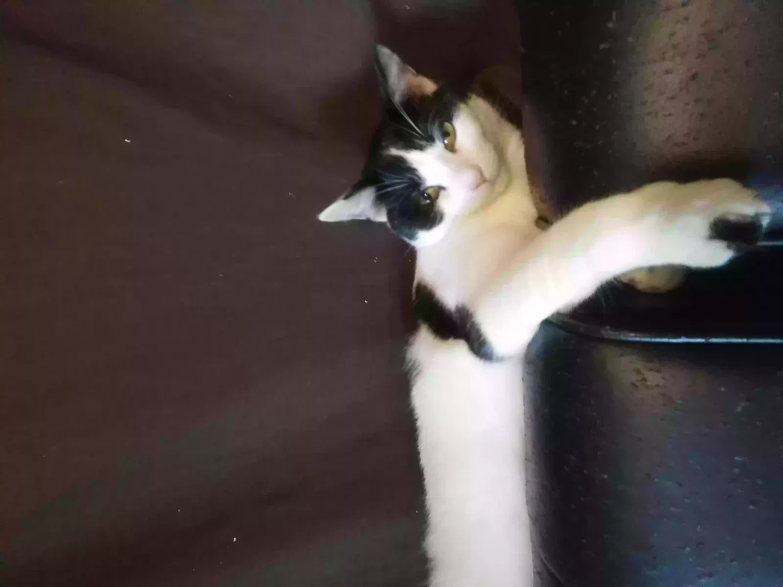 Lost cat in Bristol, TN, 37620