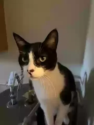 Lost cat in Kalamazoo, MI, 49004