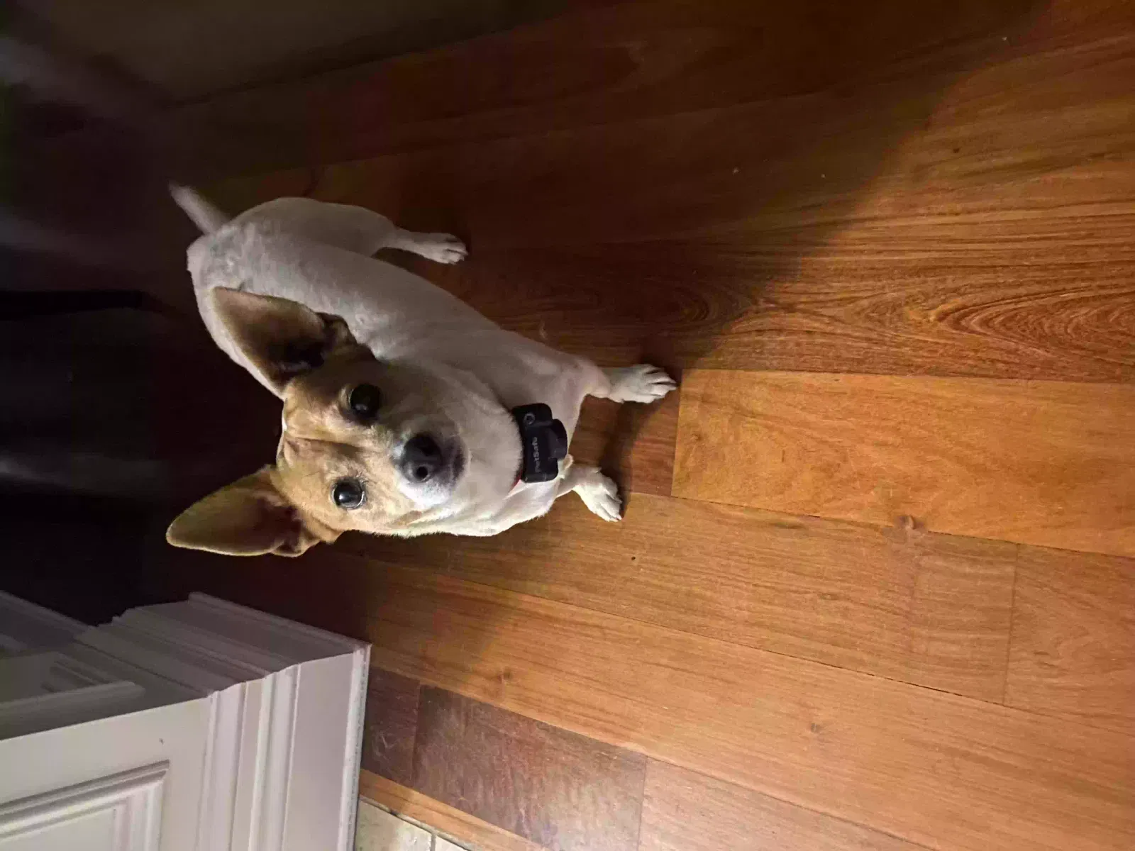 Lost dog in Murfreesboro, TN, 37128