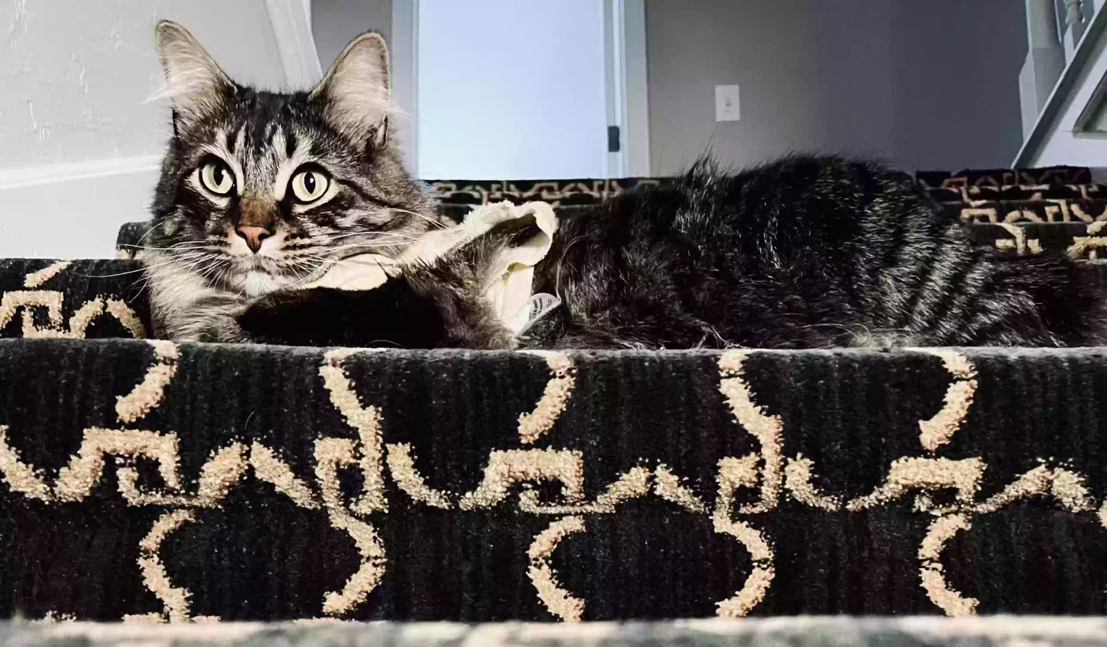 Lost cat in Oklahoma City, OK, 73120