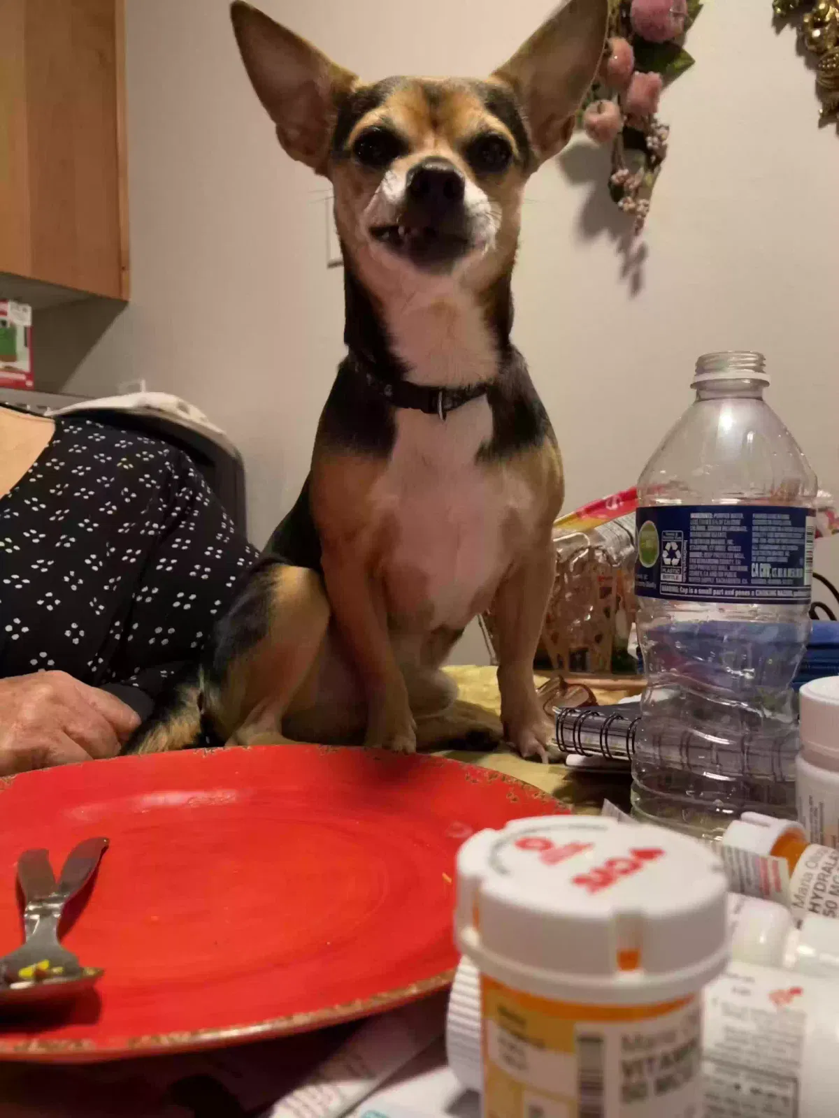 Lost dog in Garden Grove, CA, 92844