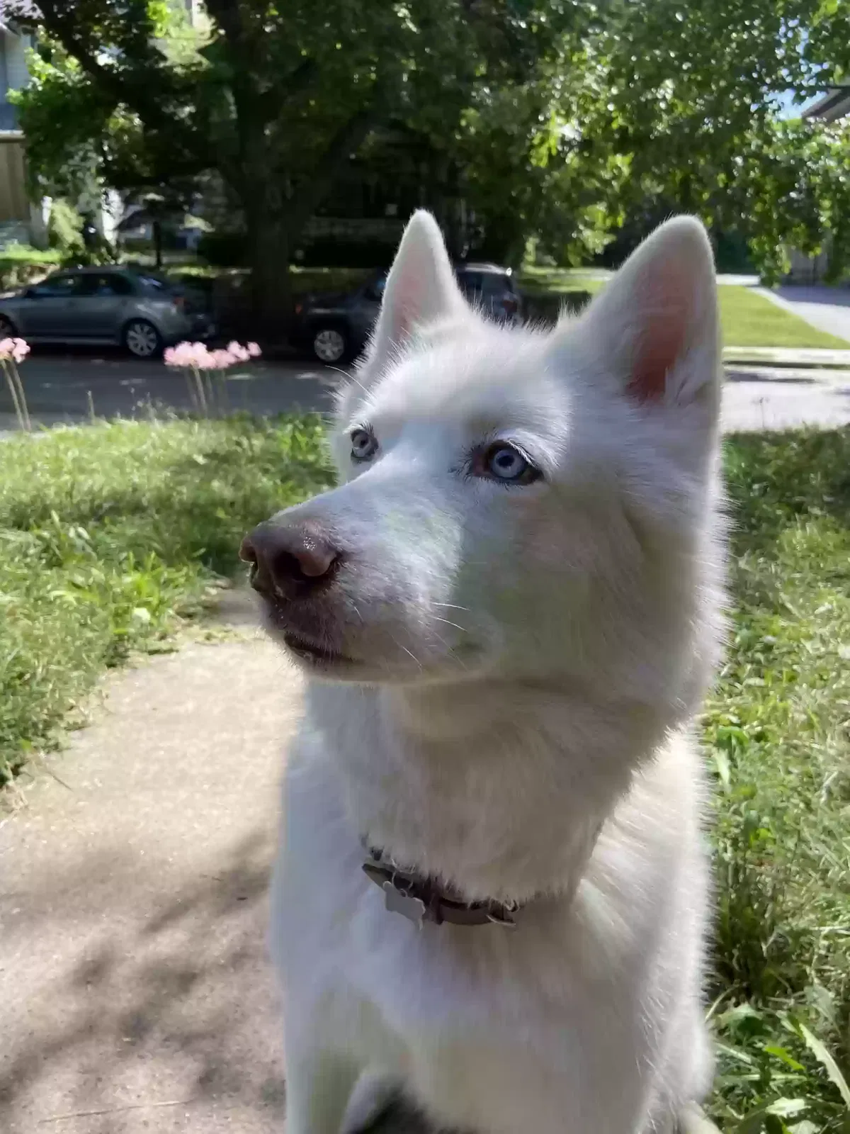 Lost dog in Kansas City, MO, 64109