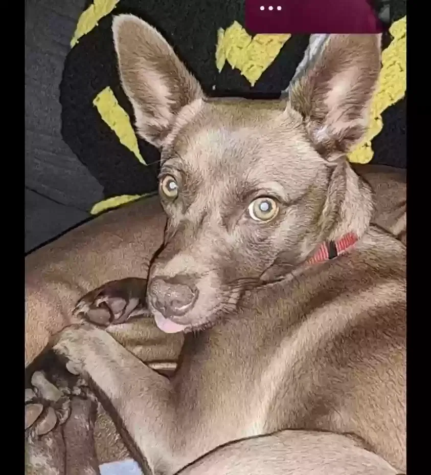 Lost dog in Pasadena, TX, 77505