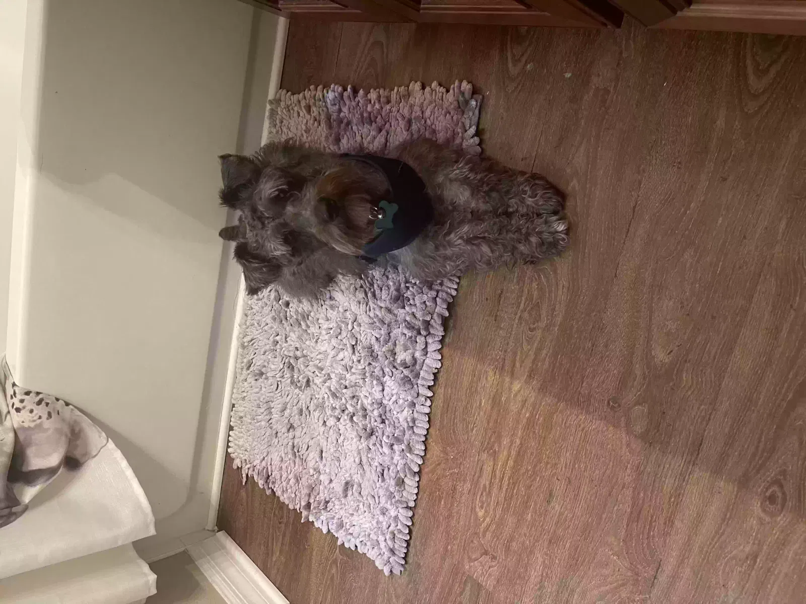 Lost dog in Orlando, FL, 32808