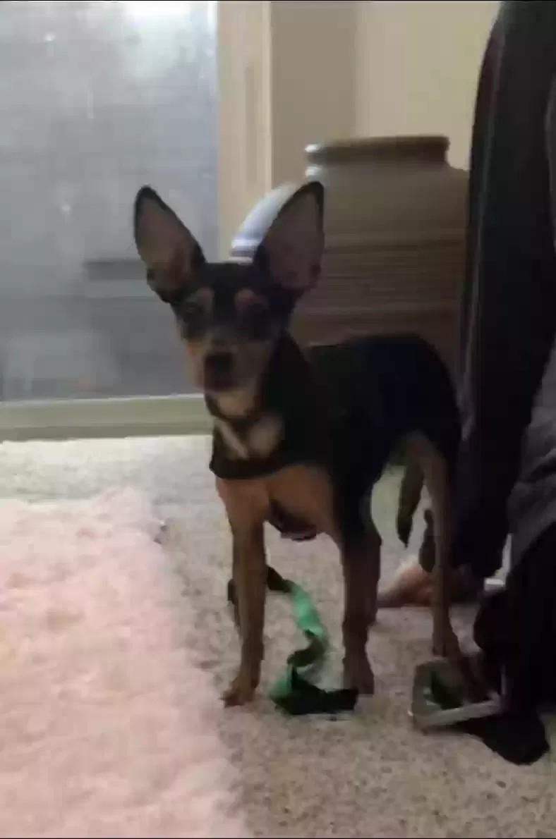 Lost dog in Everett, WA, 98204