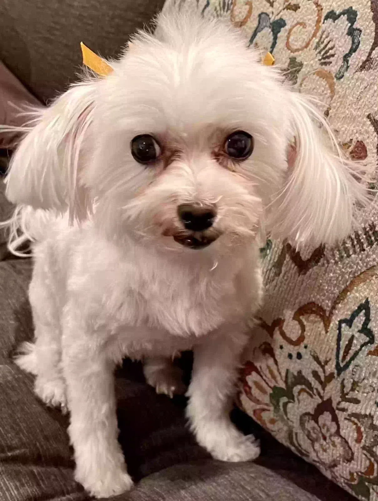 Lost dog in Winston Salem, NC, 27107