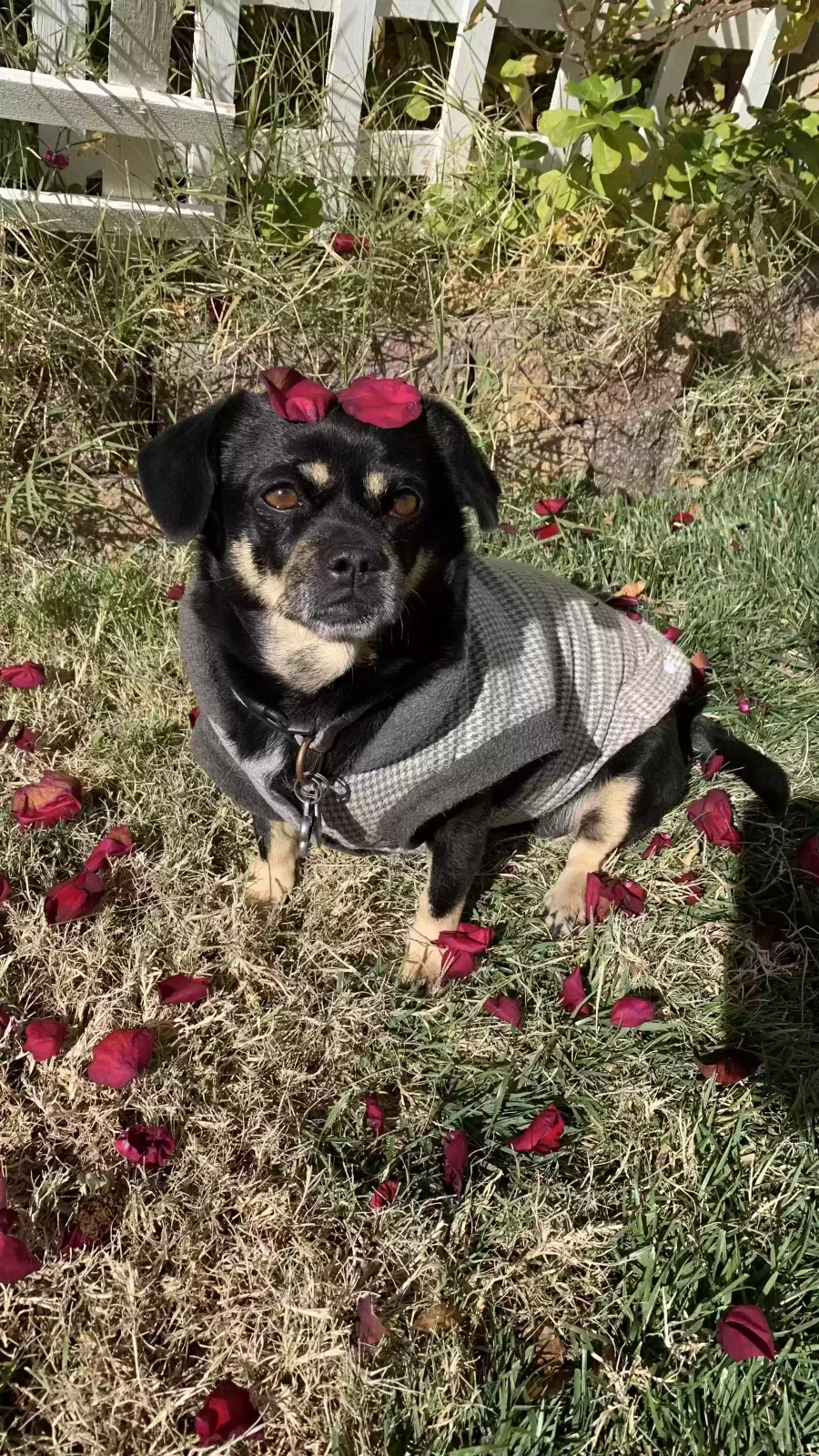 Lost dog in Las Vegas, NV, 89104