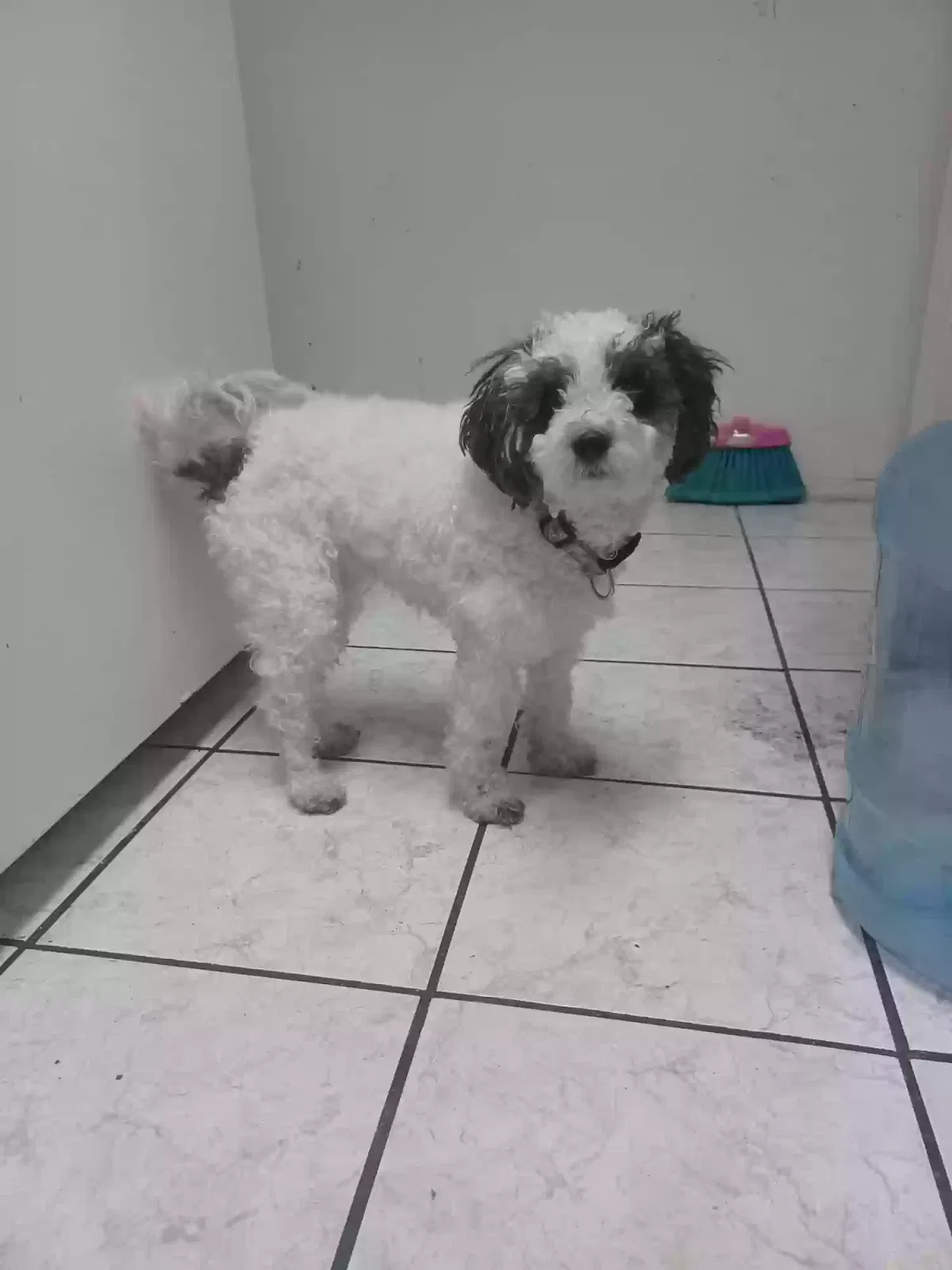 Lost dog in Houston, TX, 77050