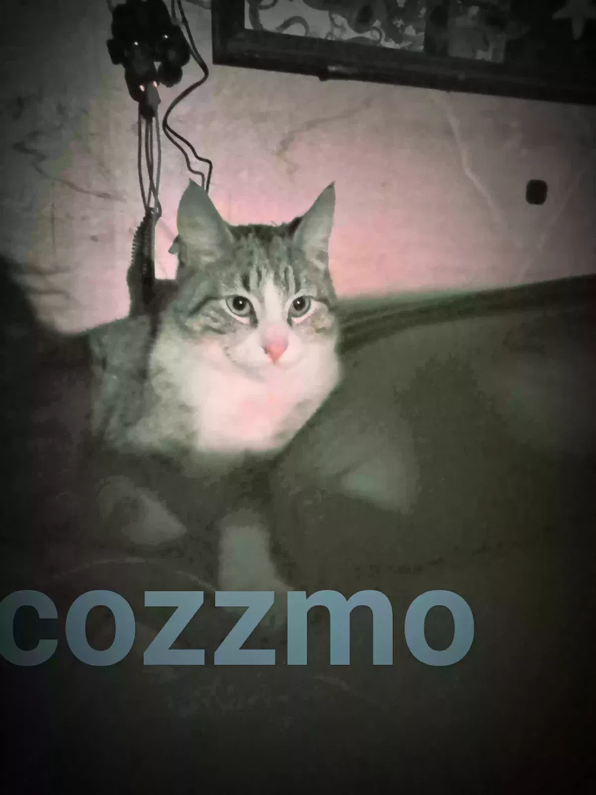 Lost cat in Portland, OR, 97236