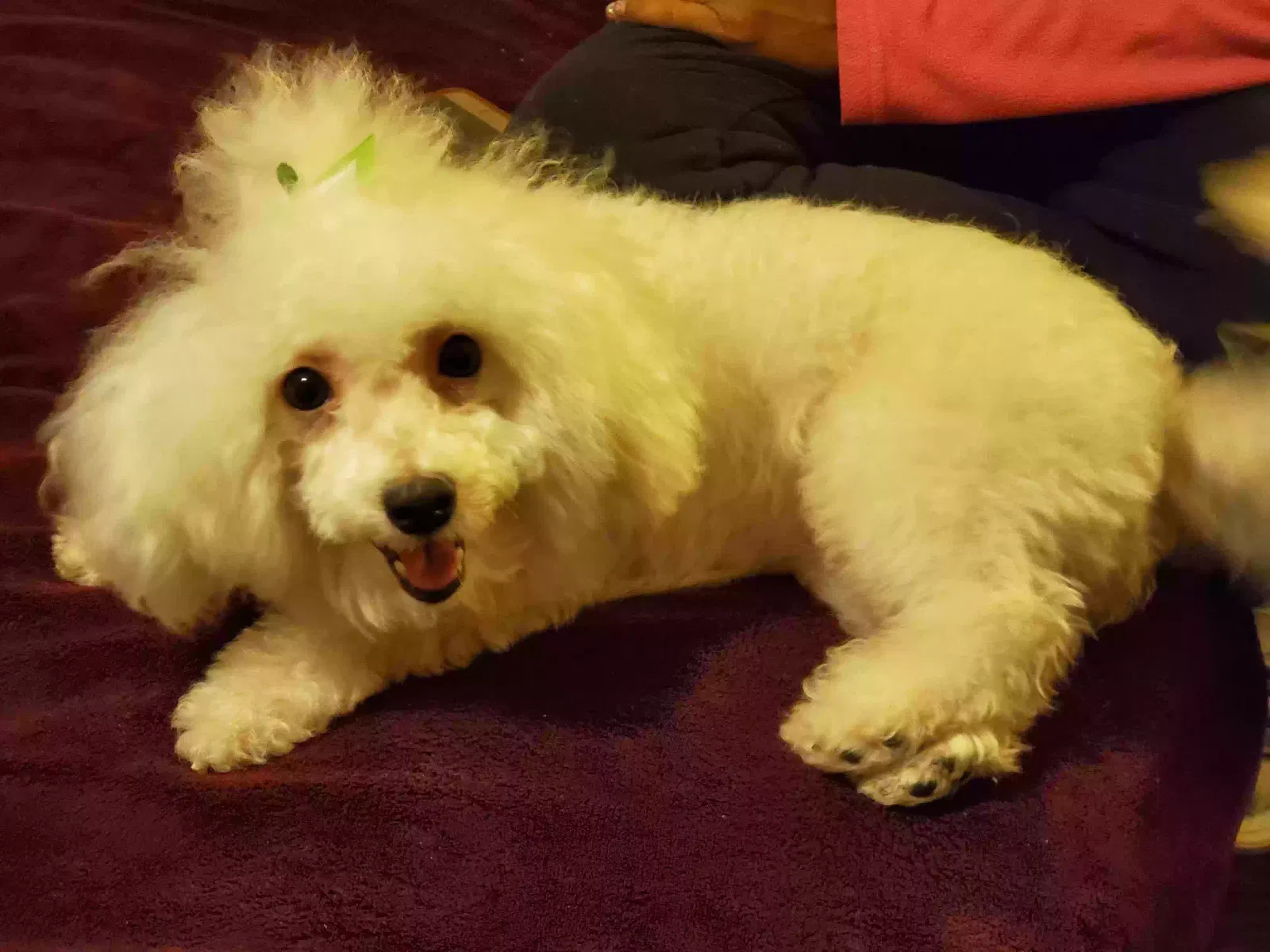 Lost dog in Saint Louis, MO, 63120