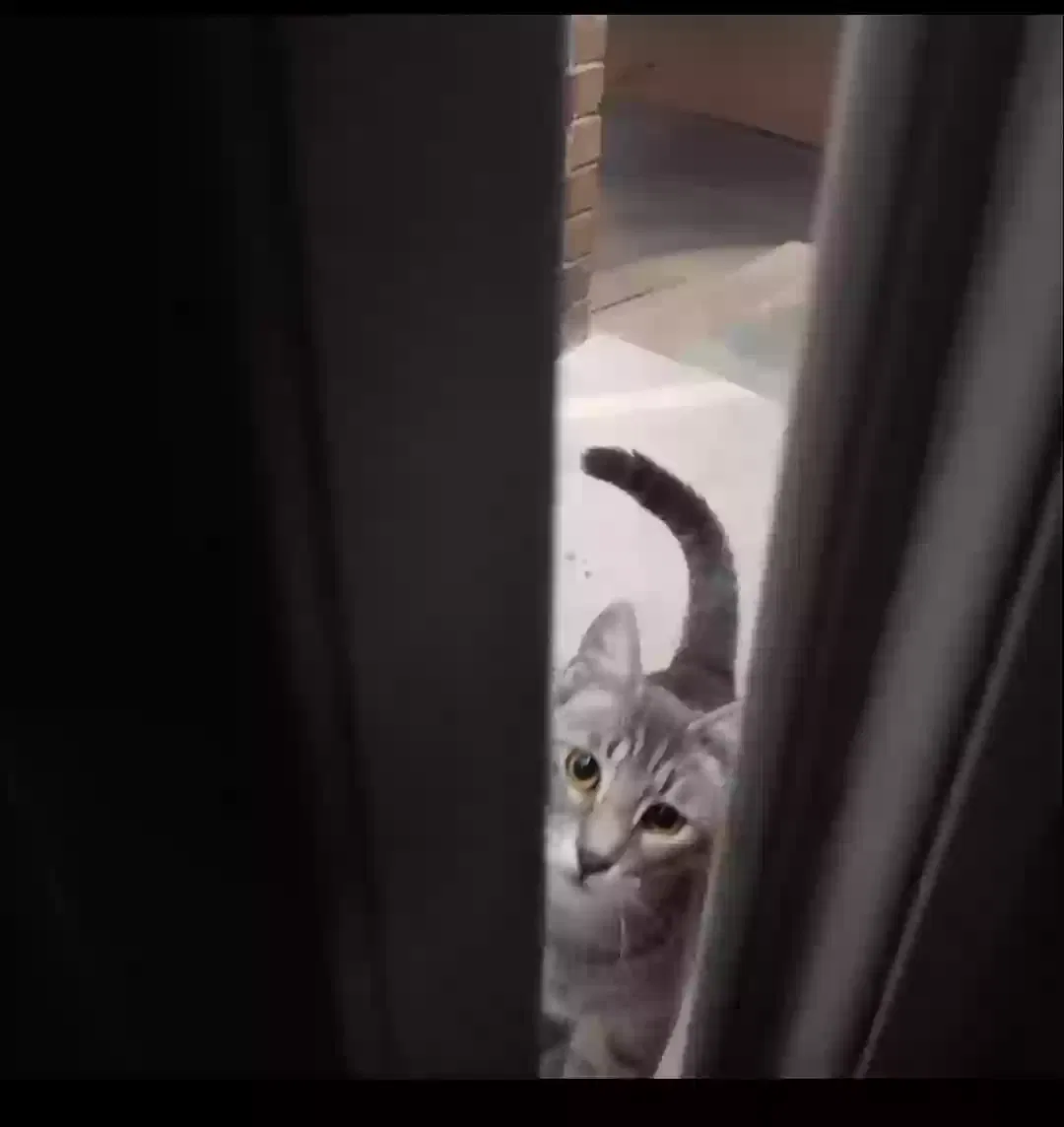 Lost cat in San Antonio, TX, 78240