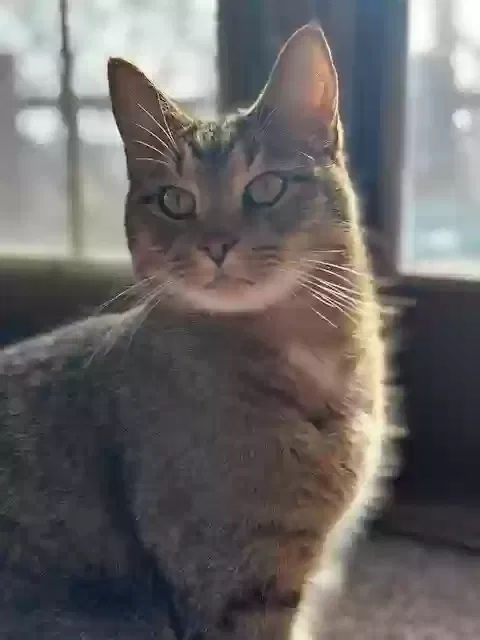 Lost cat in Bellevue, WA, 98008