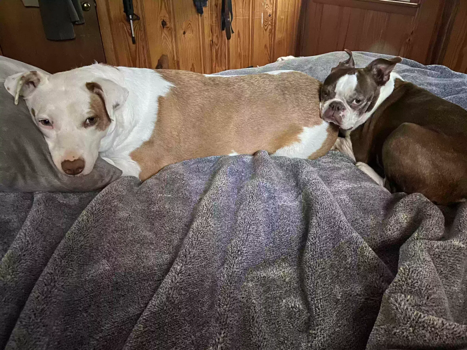 Lost dog in Roland, AR, 72135