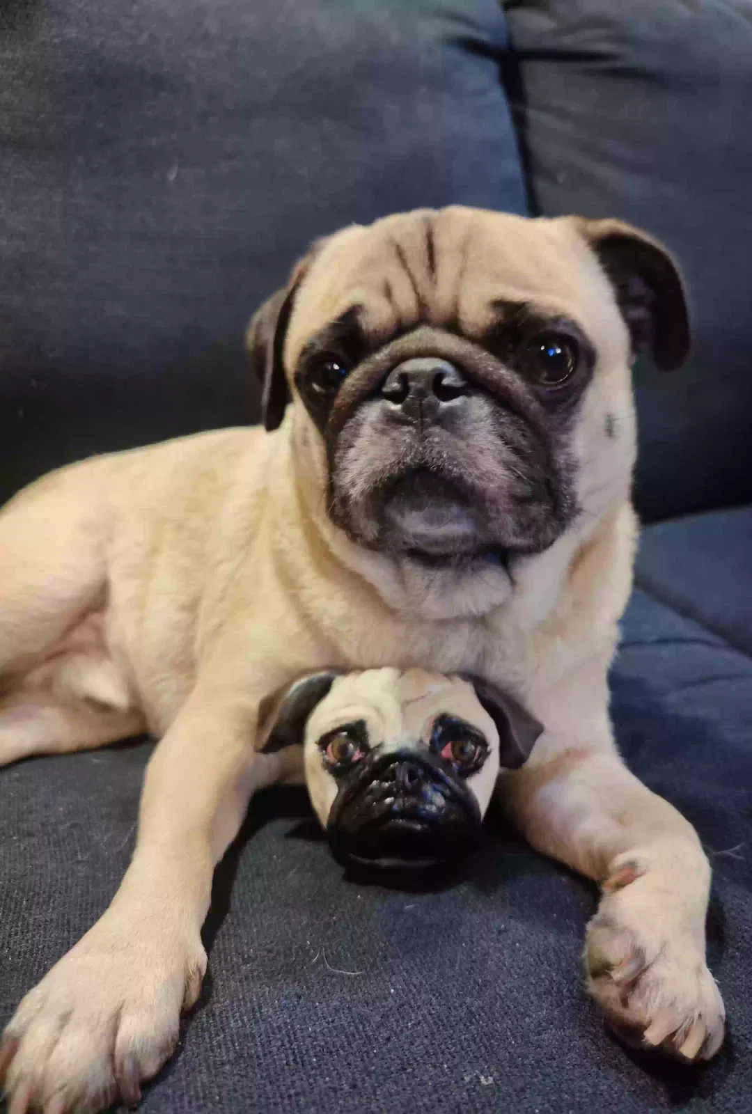 Lost dog in San Diego, CA, 92102