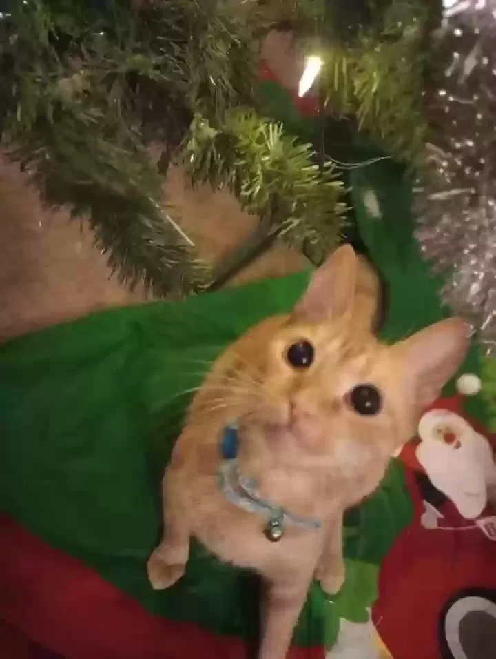 Lost cat in New Braunfels, TX, 78132
