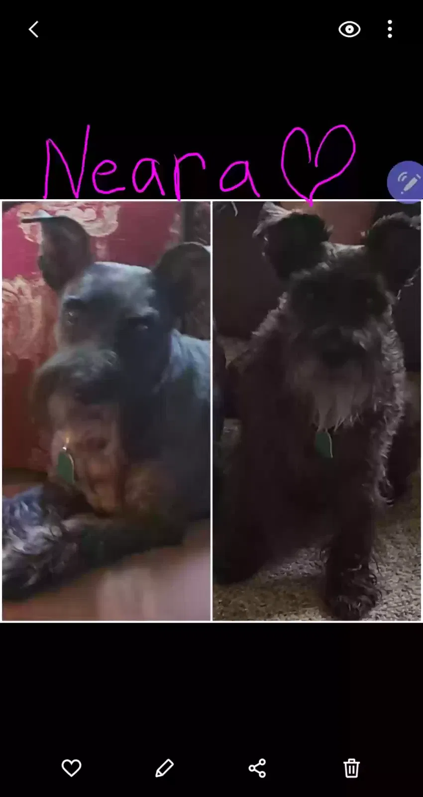 Lost dog in Shipshewana, IN, 46565