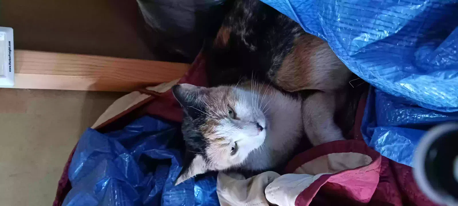 Found cat in Las Vegas, NV, 89142