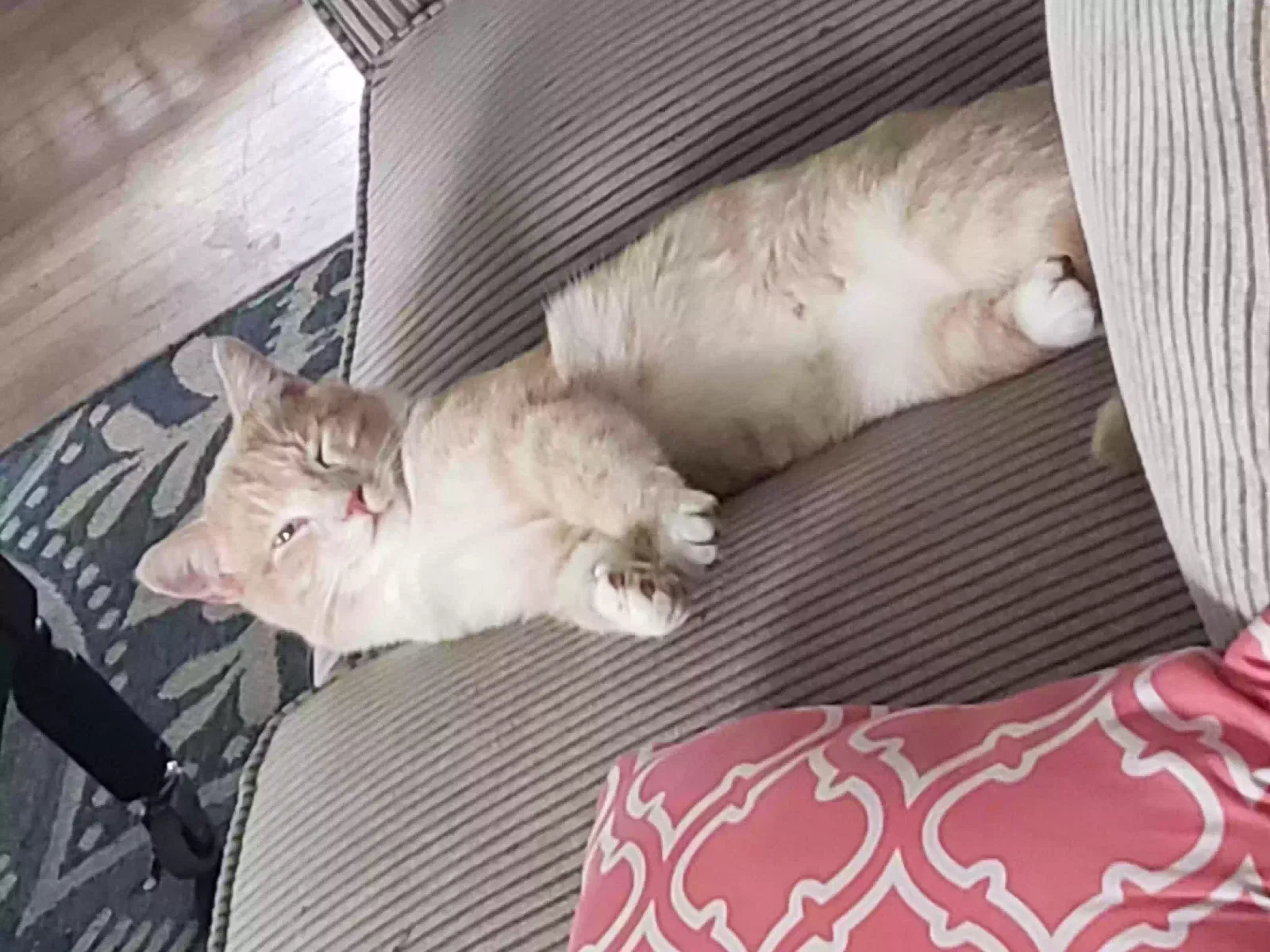 Lost cat in Boonville, NC, 27011