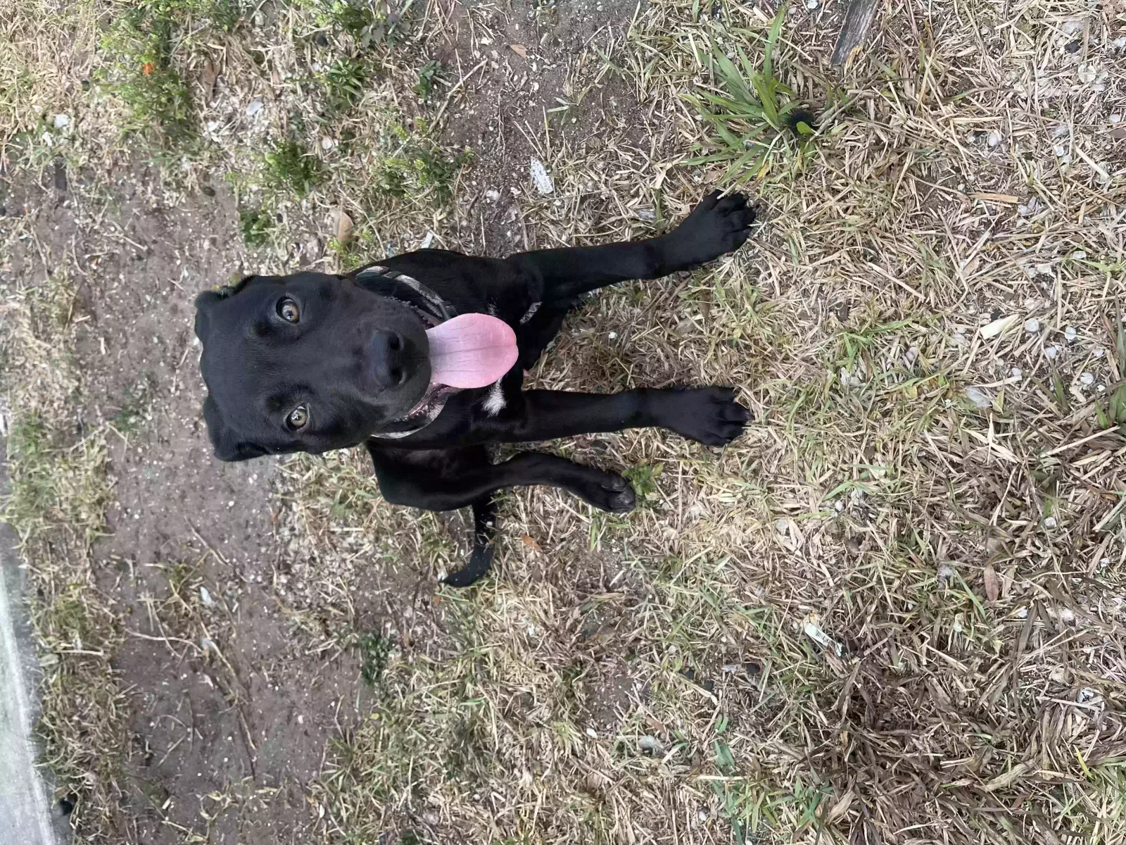 Lost dog in Cocoa, FL, 32922