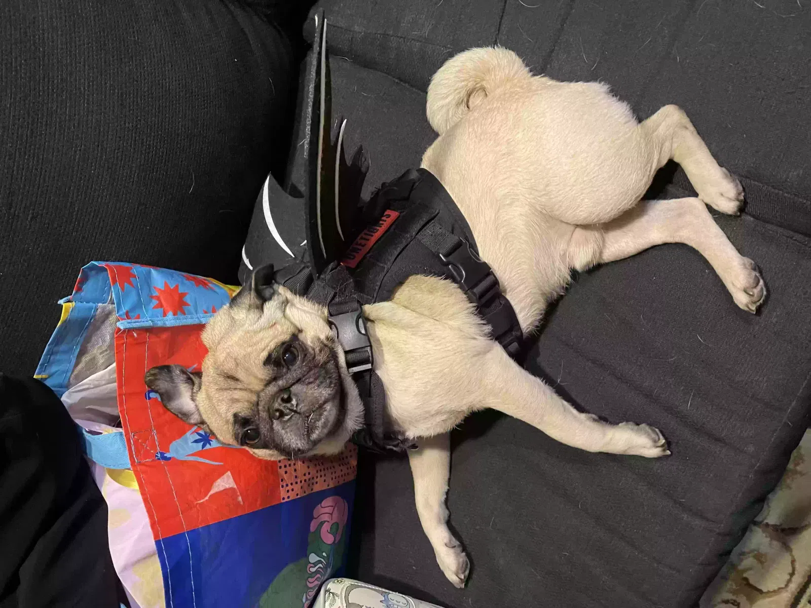 Lost dog in San Diego, CA, 92102
