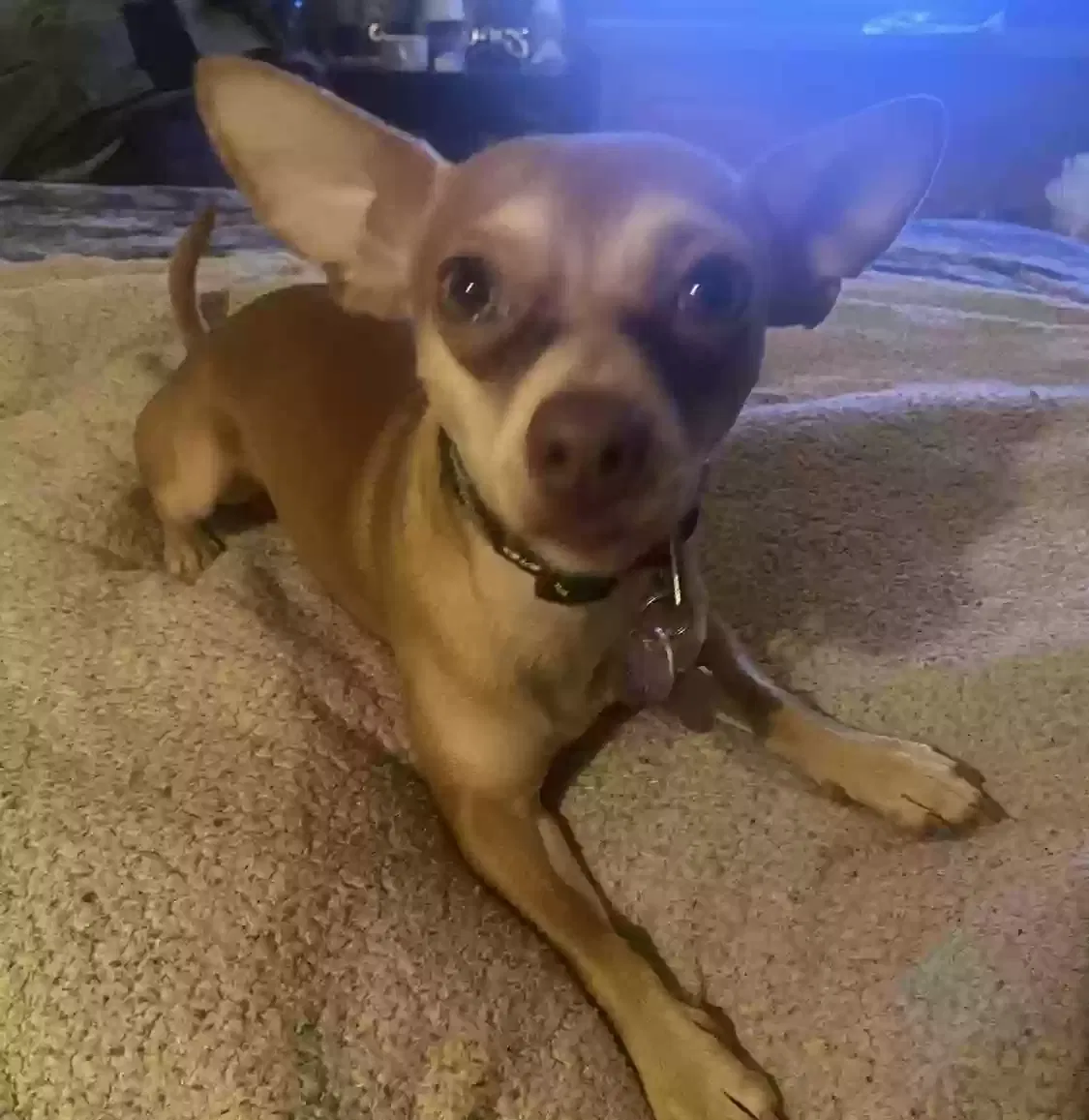 Lost dog in Mesa, AZ, 85201