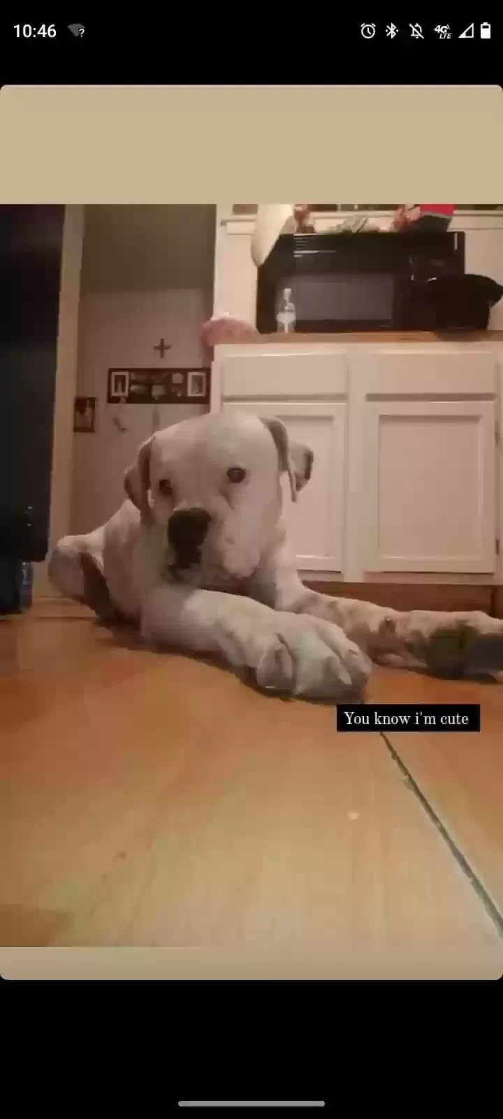 Lost dog in San Antonio, TX, 78220
