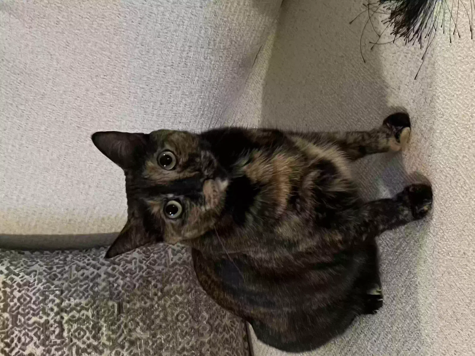 Lost cat in Hurst, TX, 76053