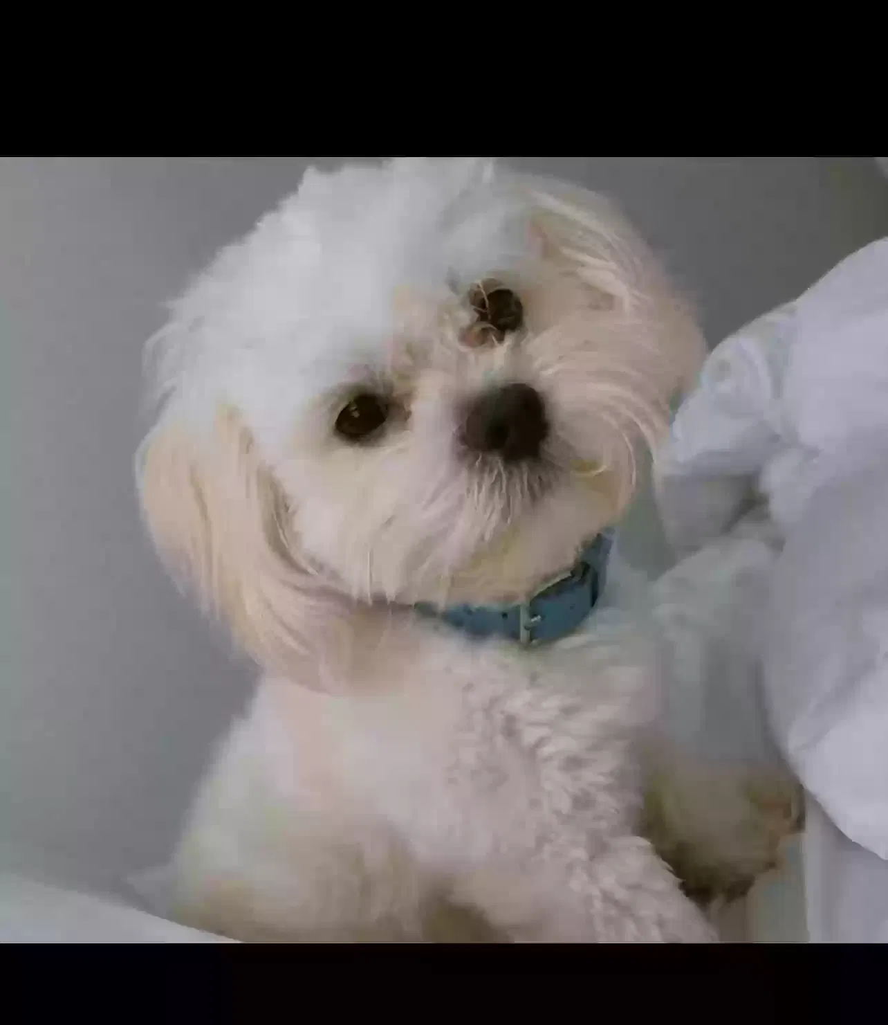 Lost dog in Fort Worth, TX, 76110