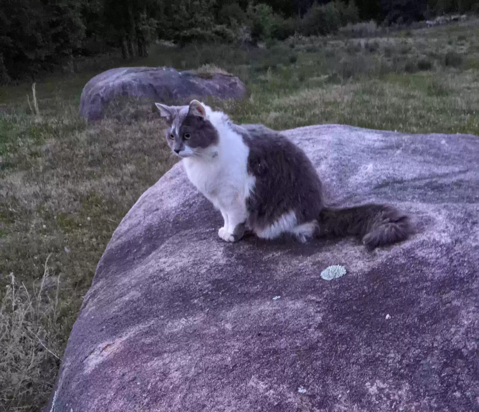 Lost cat in Concord, NC, 28025