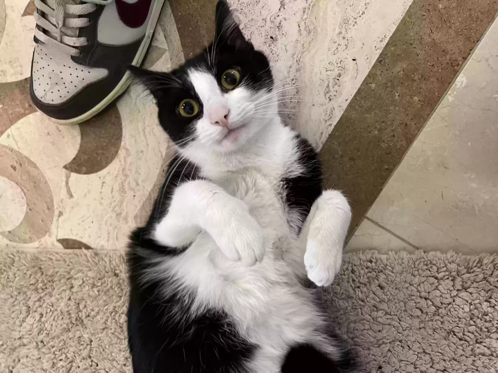 Lost cat in Fountain Valley, CA, 92708