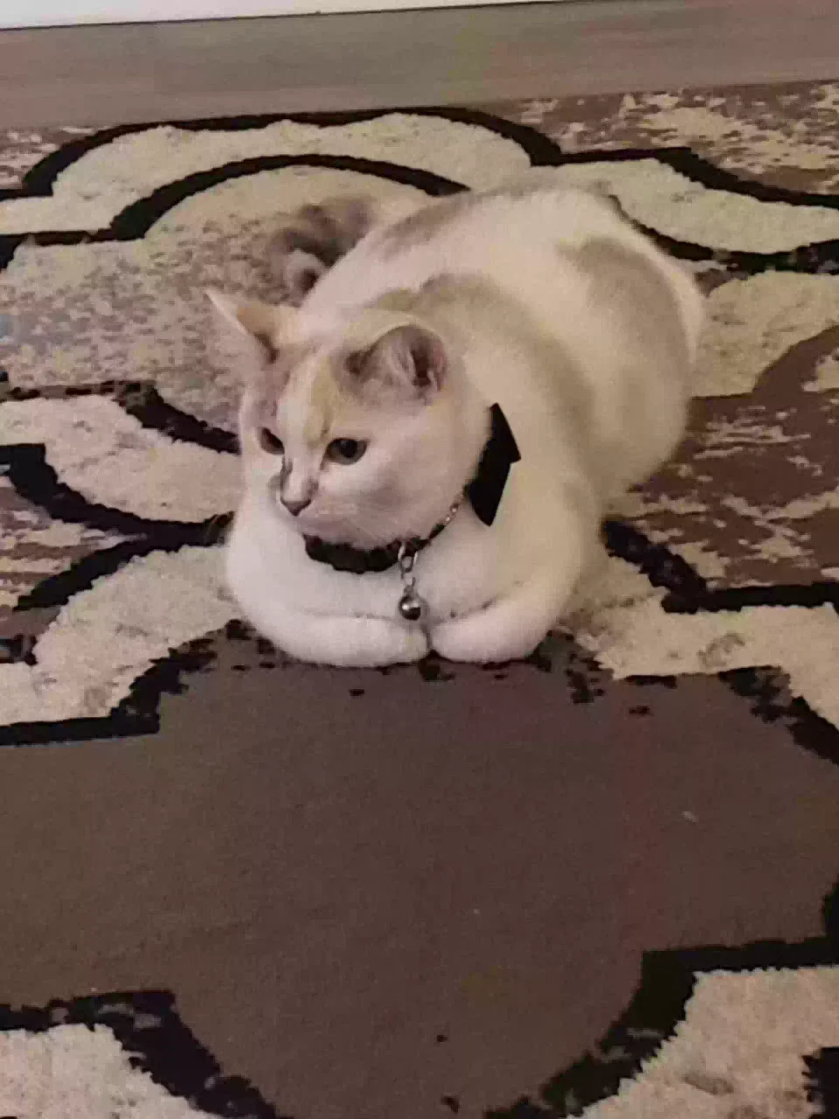 Lost cat in Cincinnati, OH, 45227