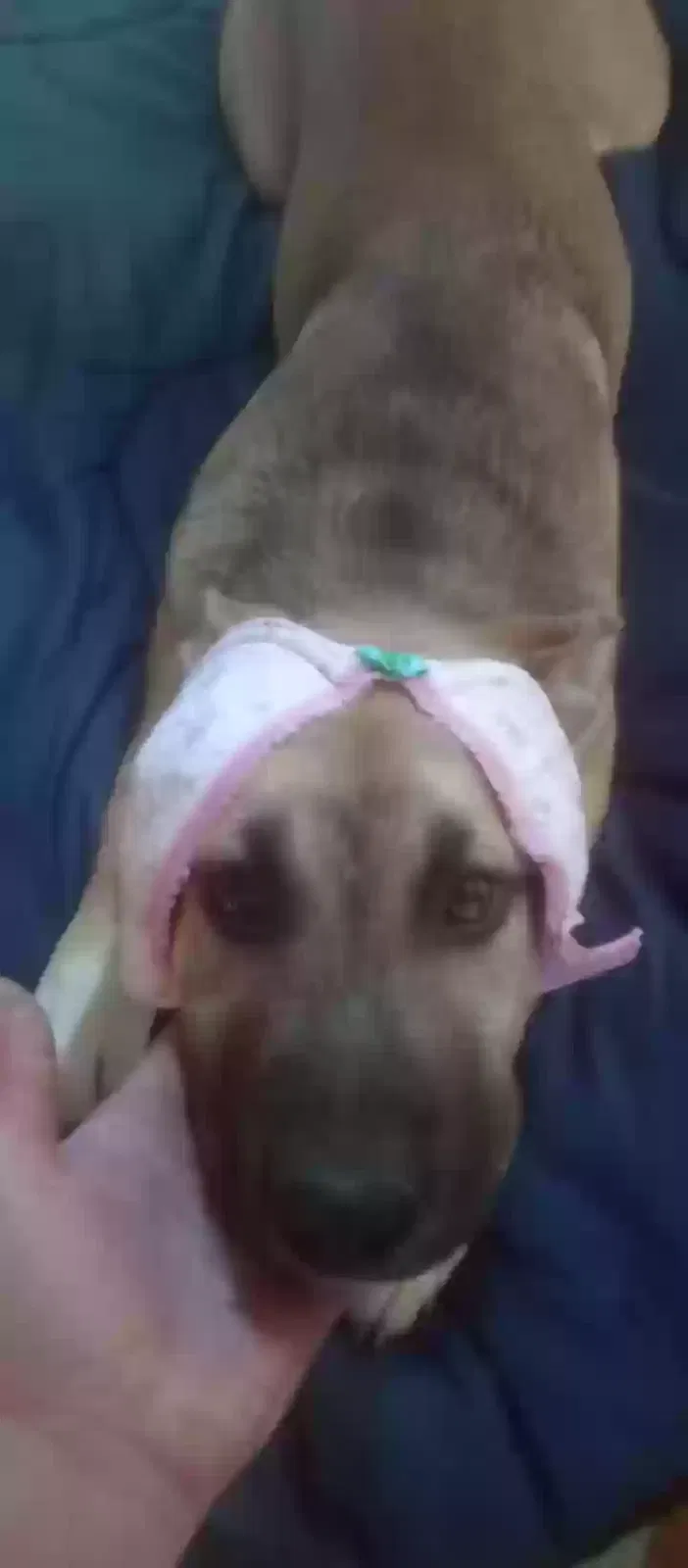Lost dog in Lucerne Valley, CA, 92356