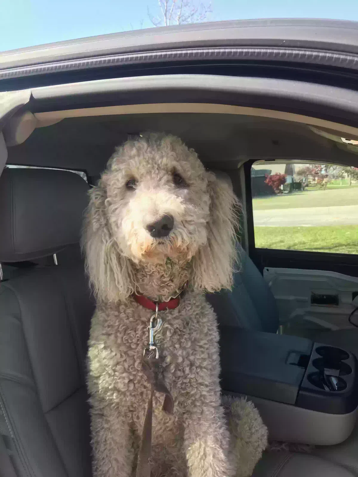 Lost dog in Trumann, AR, 72472