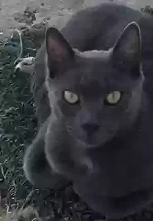 Lost cat in Belleville, NJ, 7109