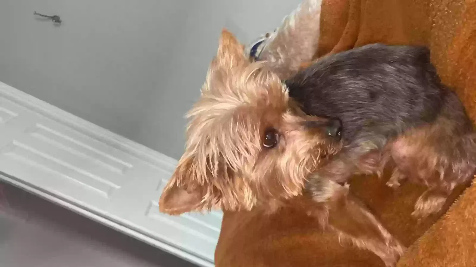 Lost dog in New Orleans, LA, 70117