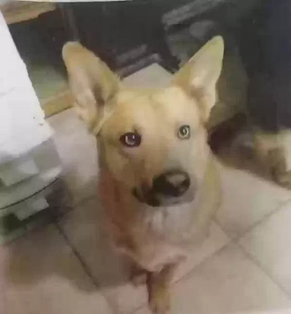 Lost dog in Denver, CO, 80223