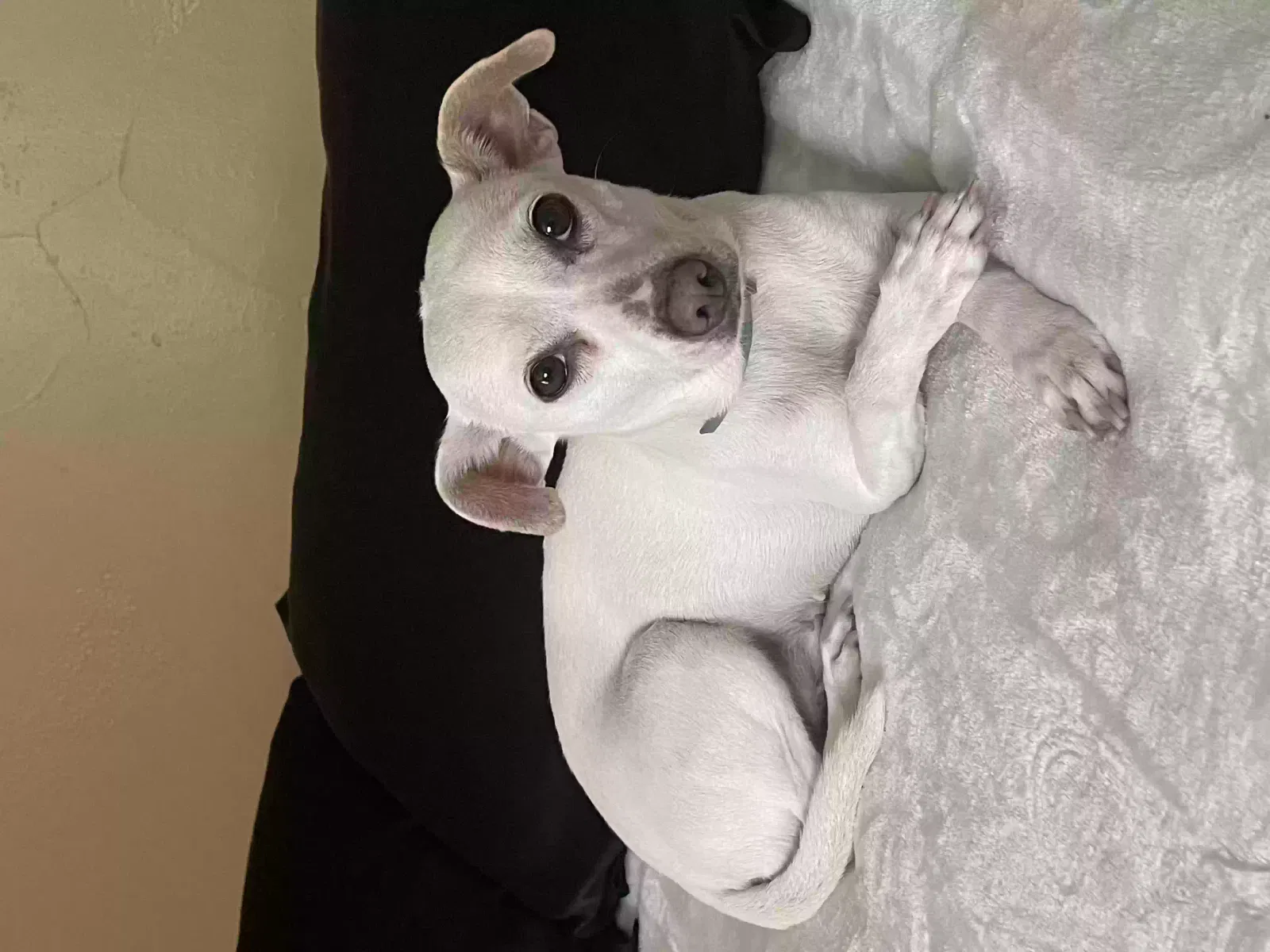 Found dog in San Antonio, TX, 78201