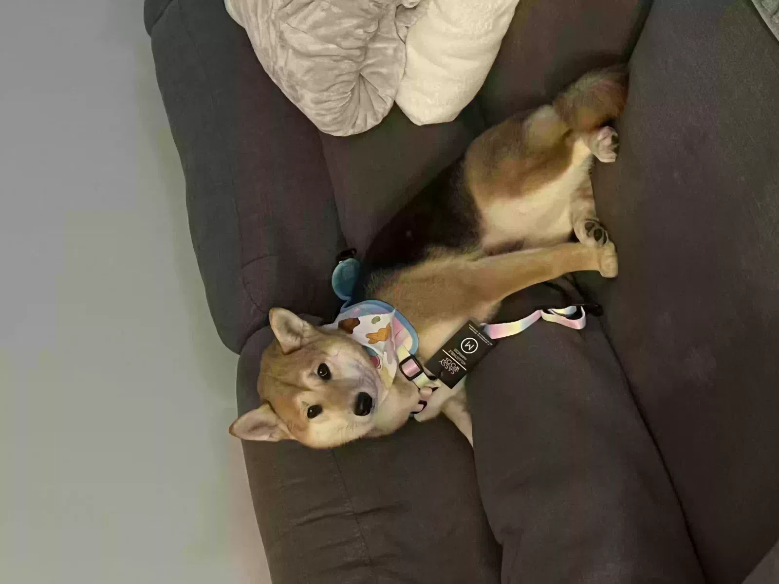Lost dog in Cincinnati, OH, 45230