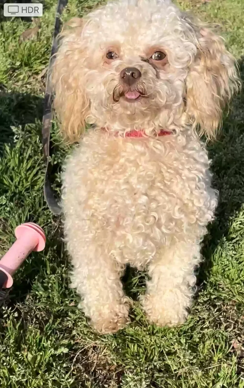 Lost dog in Simpsonville, SC, 29681