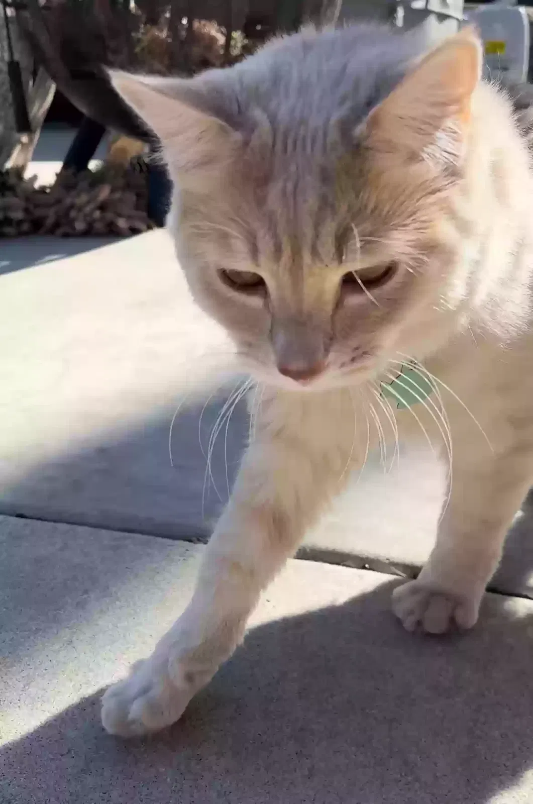 Lost cat in El Cajon, CA, 92021