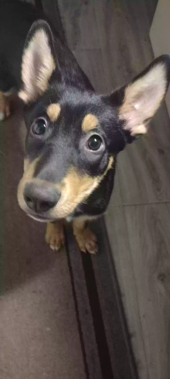 Lost dog in Phoenix, AZ, 85029