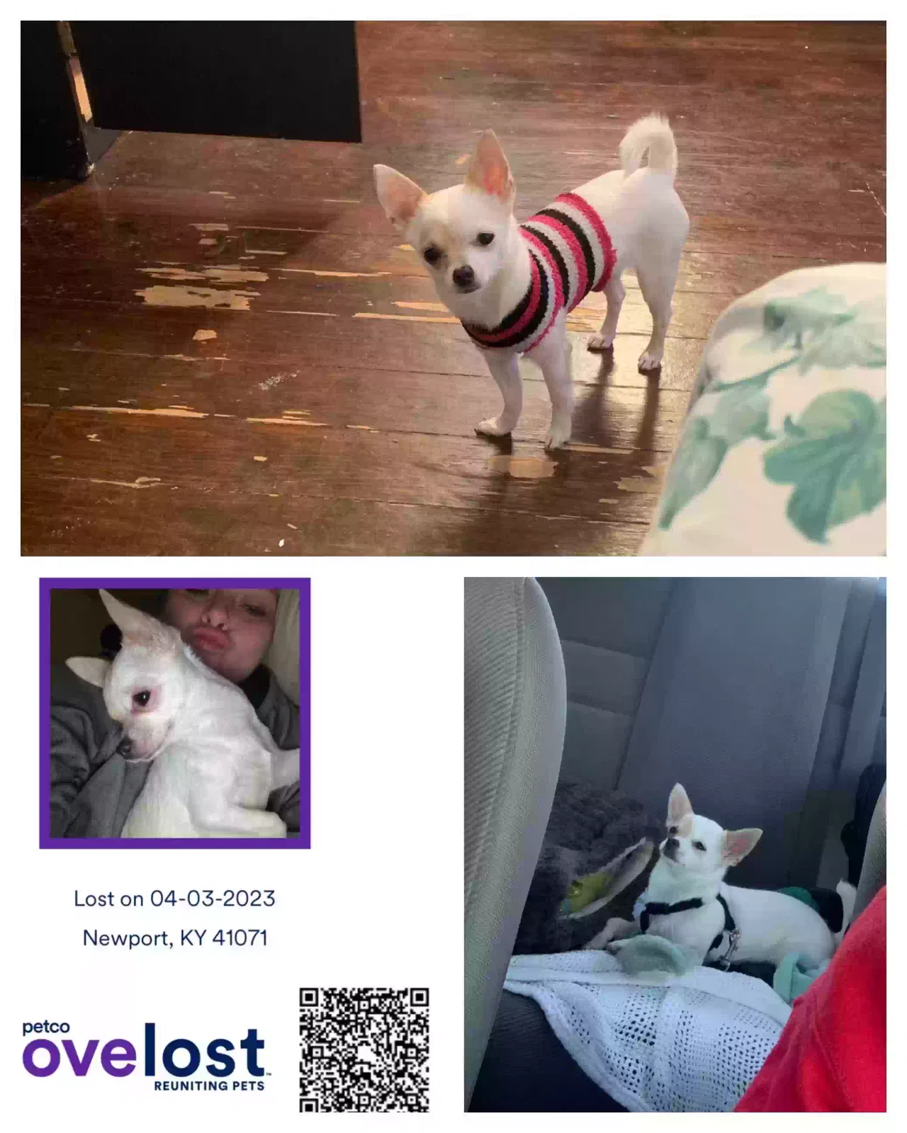 Lost dog in Newport, KY, 41071