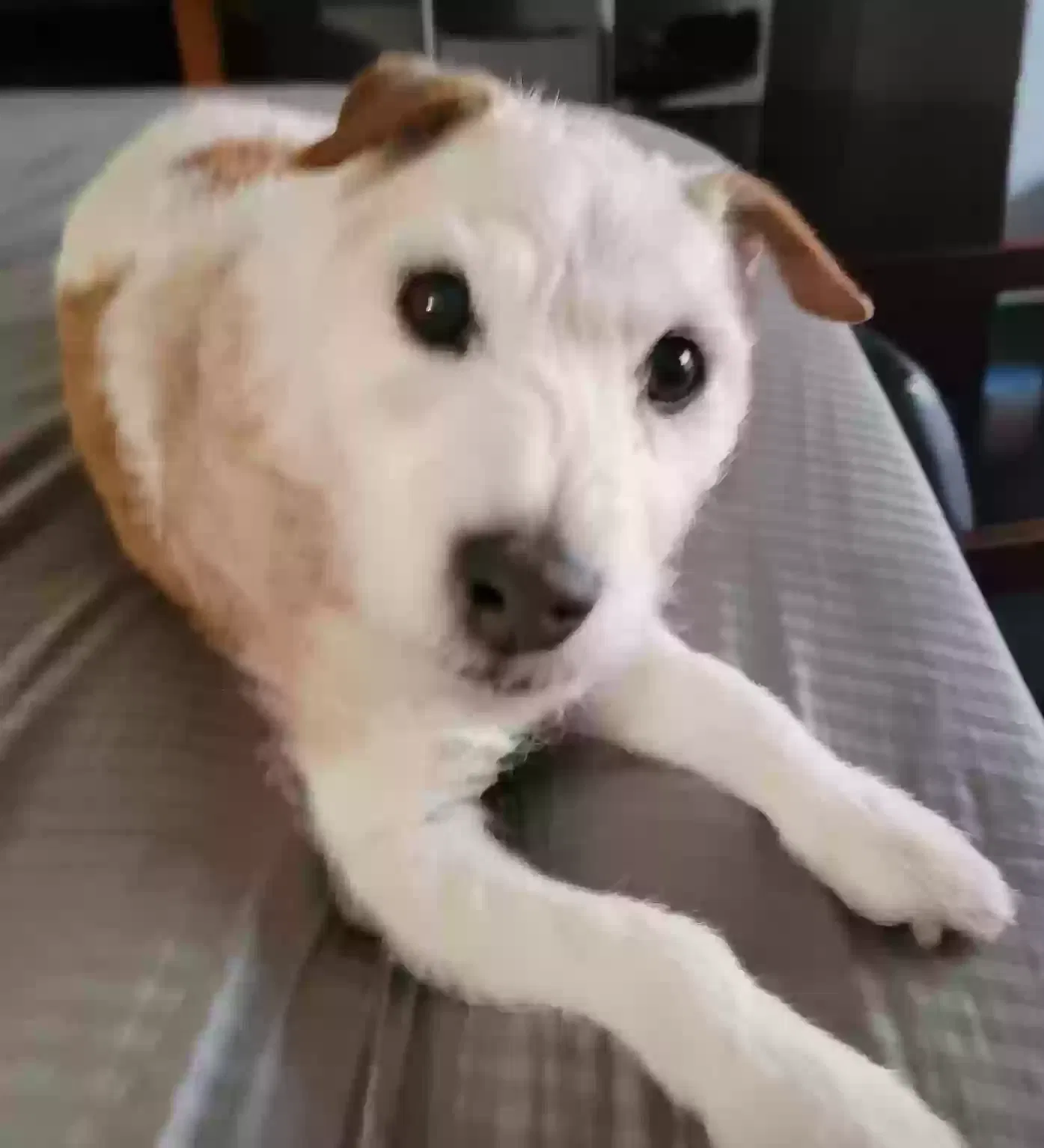 Lost dog in Acton, CA, 93510