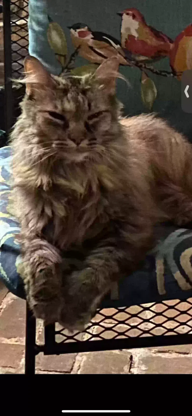 Lost cat in Mobile, AL, 36695