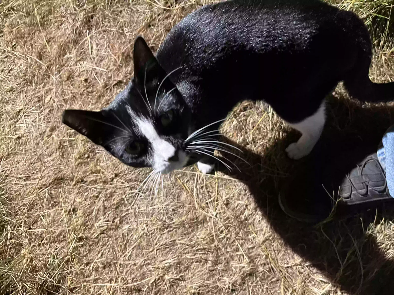 Lost cat in Yelm, WA, 98597