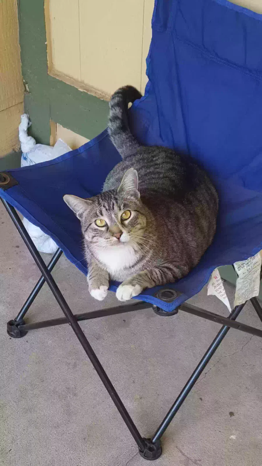 Lost cat in Oklahoma City, OK, 73135