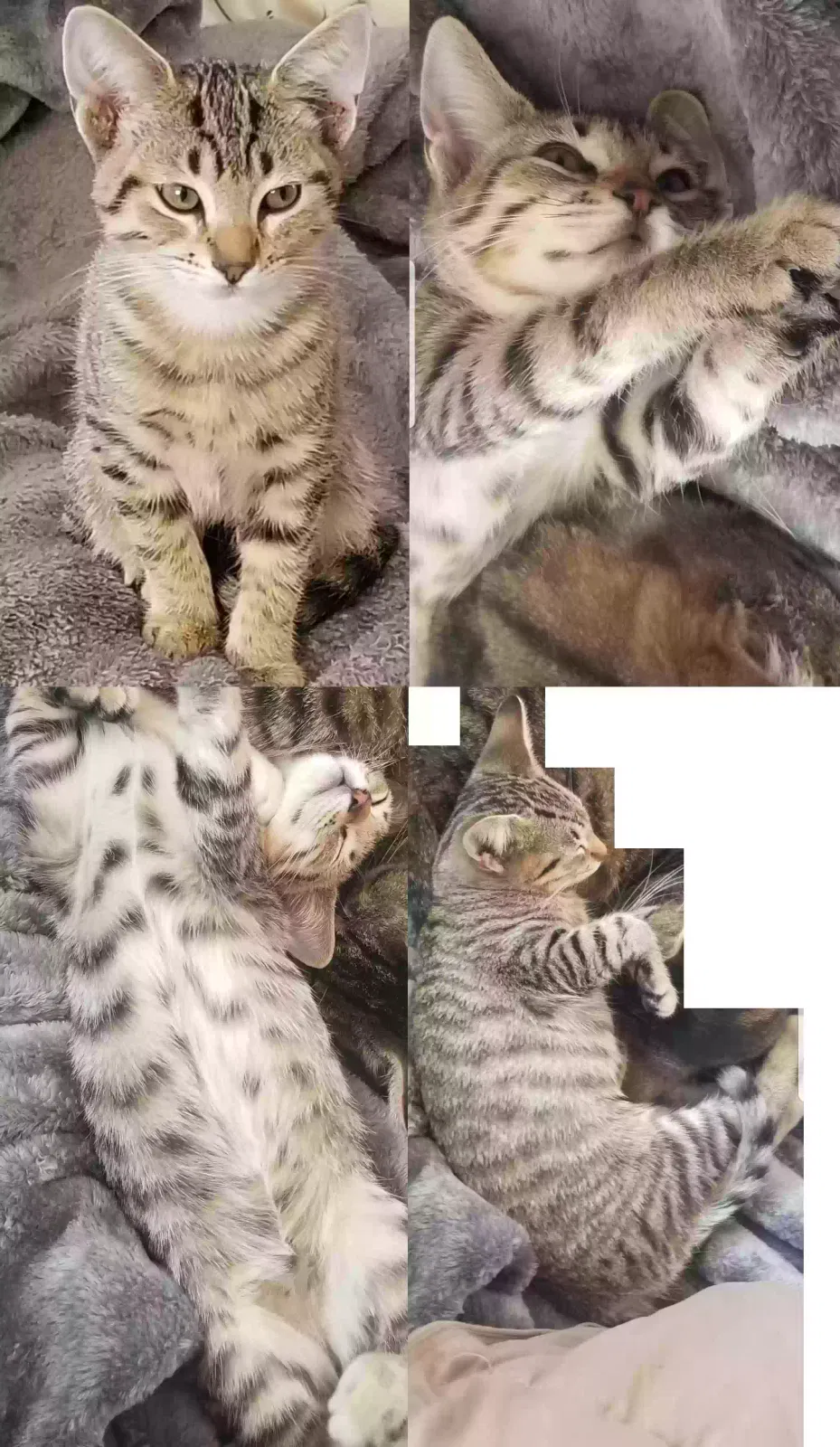 Lost cat in Gardena, CA, 90249