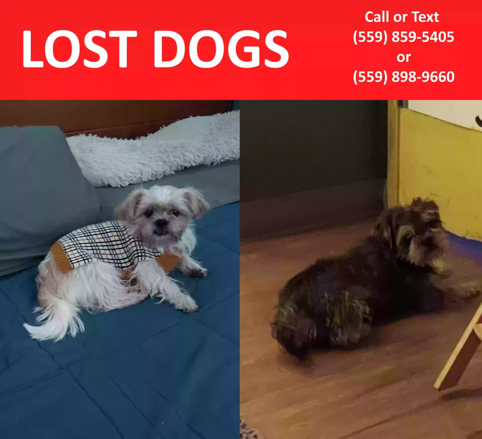 Lost dog in Selma, CA, 93662
