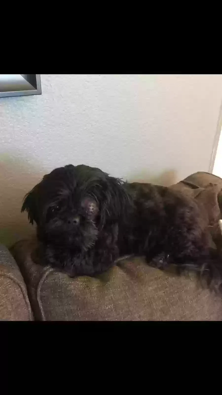 Lost dog in Haltom City, TX, 76117